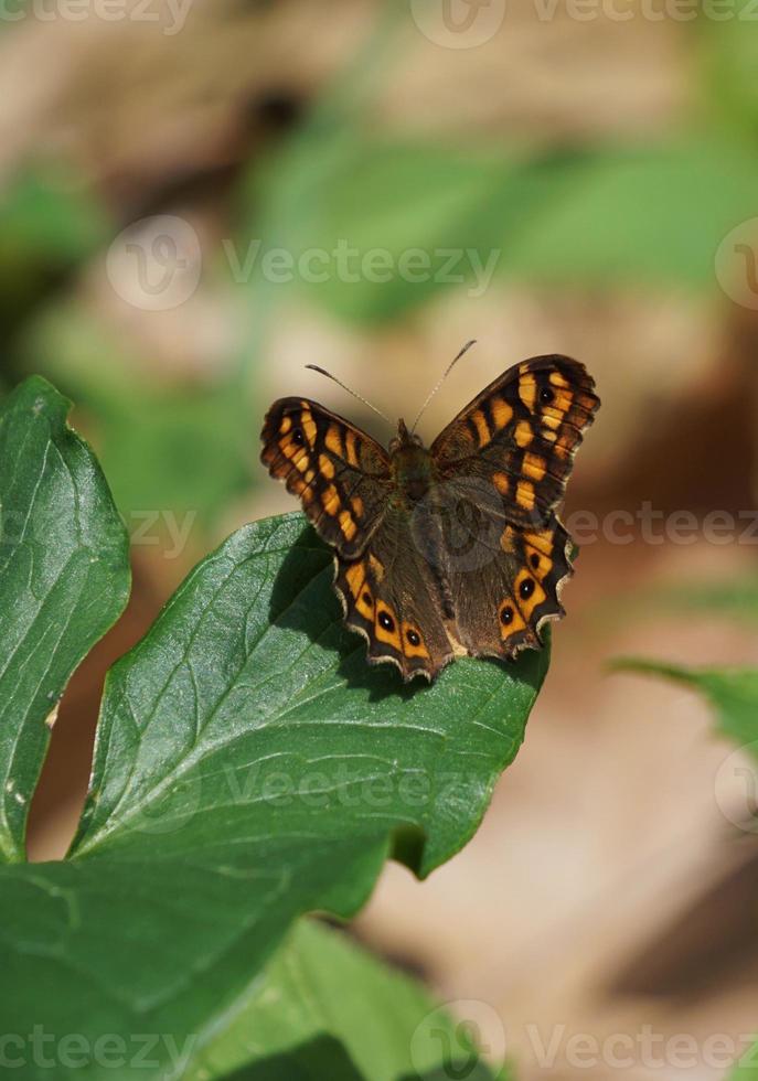 mooie bruine vlinder in de natuur foto