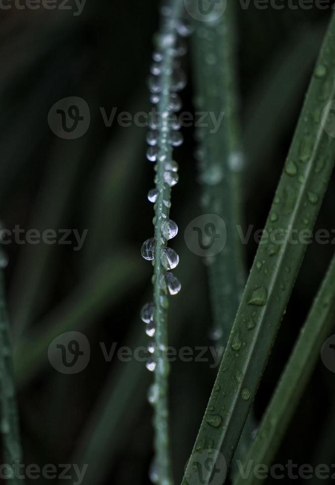 groene plant bladeren in lente seizoen groene achtergrond foto