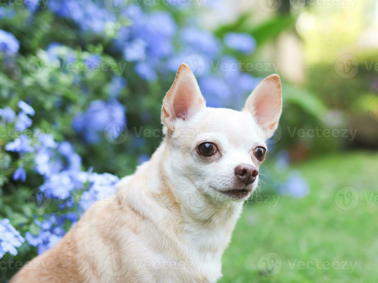 bruin kort haar- chihuahua hond zittend Aan groen gras in de tuin met Purper bloemen zwarte grond, op zoek weg nieuwsgierig, kopiëren ruimte. foto