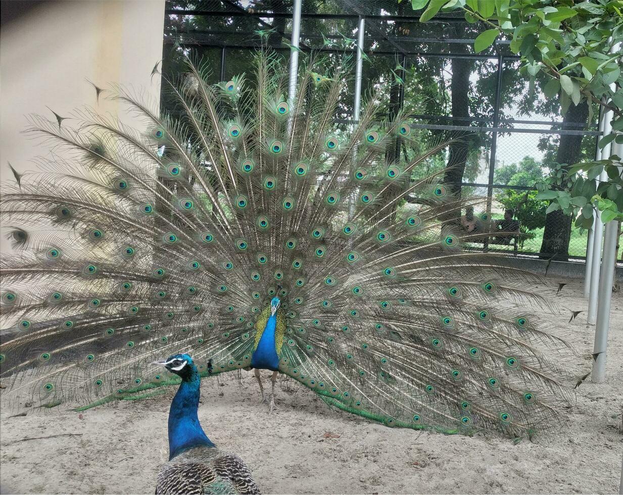 Pauw dier natuurlijk foto