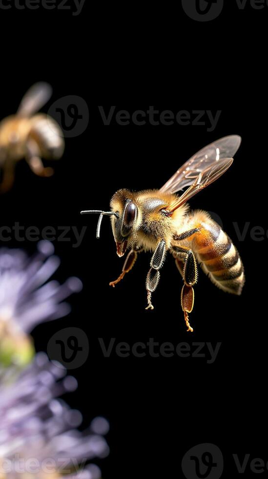 dichtbij omhoog van honing bij verzamelen stuifmeel Aan Purper bloem geïsoleerd Aan zwart achtergrond. ai generatief foto