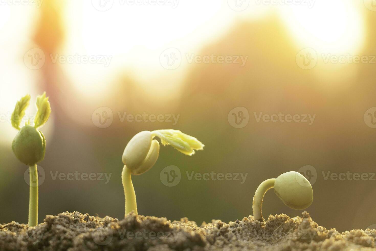 zaad planten zijn groeien.ze zijn groeit stap door stap een heeft wortel en toenemen onder de bodem en de andere zaad heeft bladeren.ze zijn groeit tussen zonlicht.foto nieuw leven en groeit concept. foto