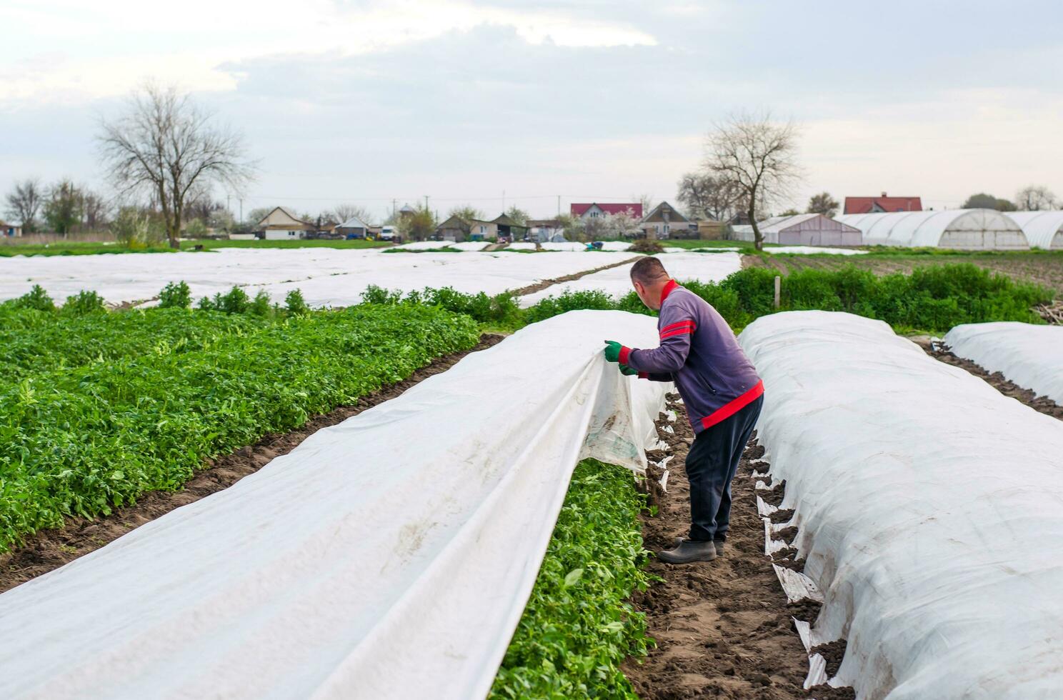 Cherson oblast, Oekraïne - mei 1, 2021 boer verwijdert beschermend agrarisch Hoes van een aardappel plantage. groeit gewassen in een verkoudheid het weer. Bijsnijden bescherming van laag temperaturen. kas effect foto