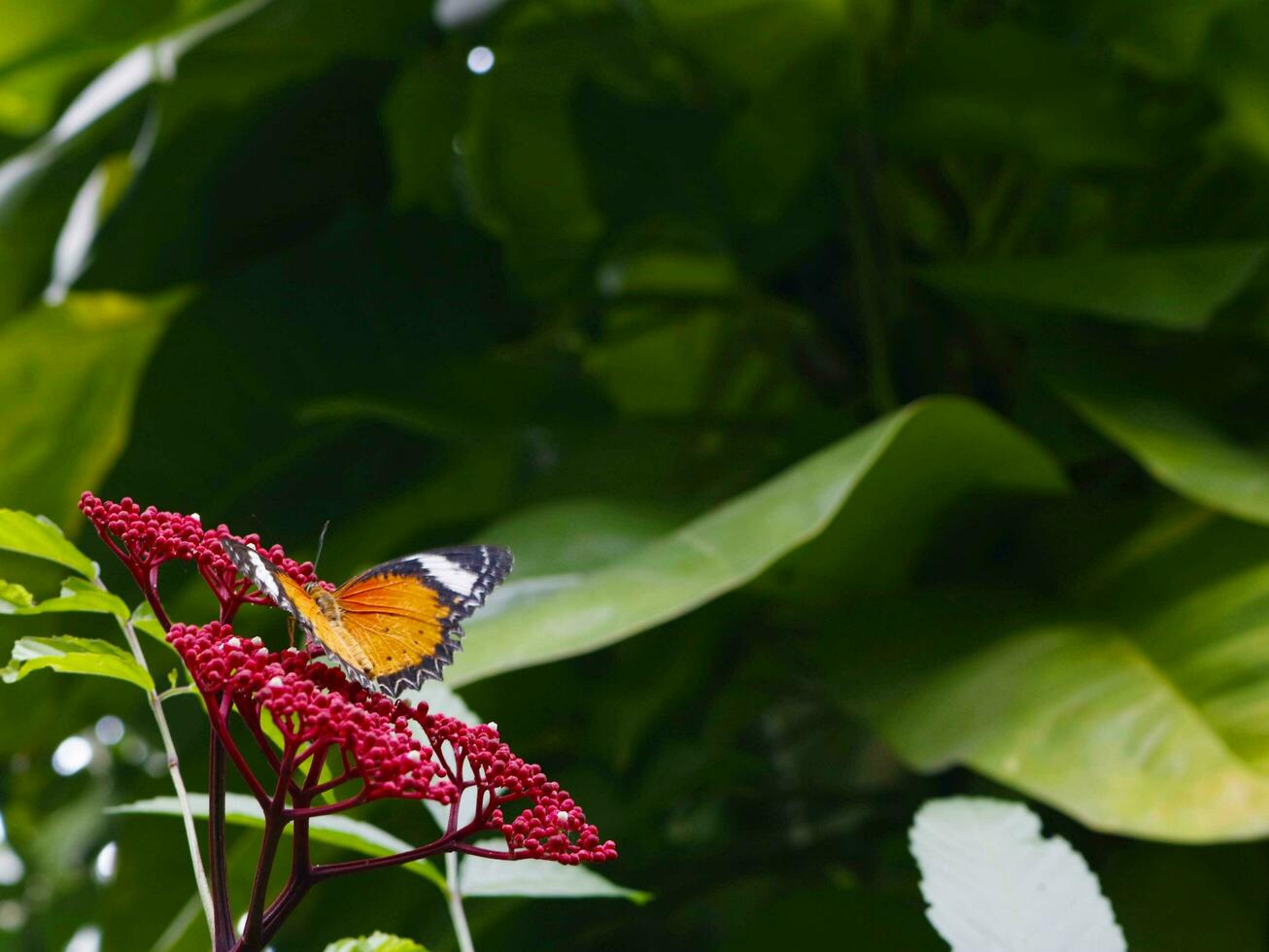 rood Lacewing vlinder Aan lee rubra rood bloemen bloeiend in de park, de atmosfeer is vers. foto