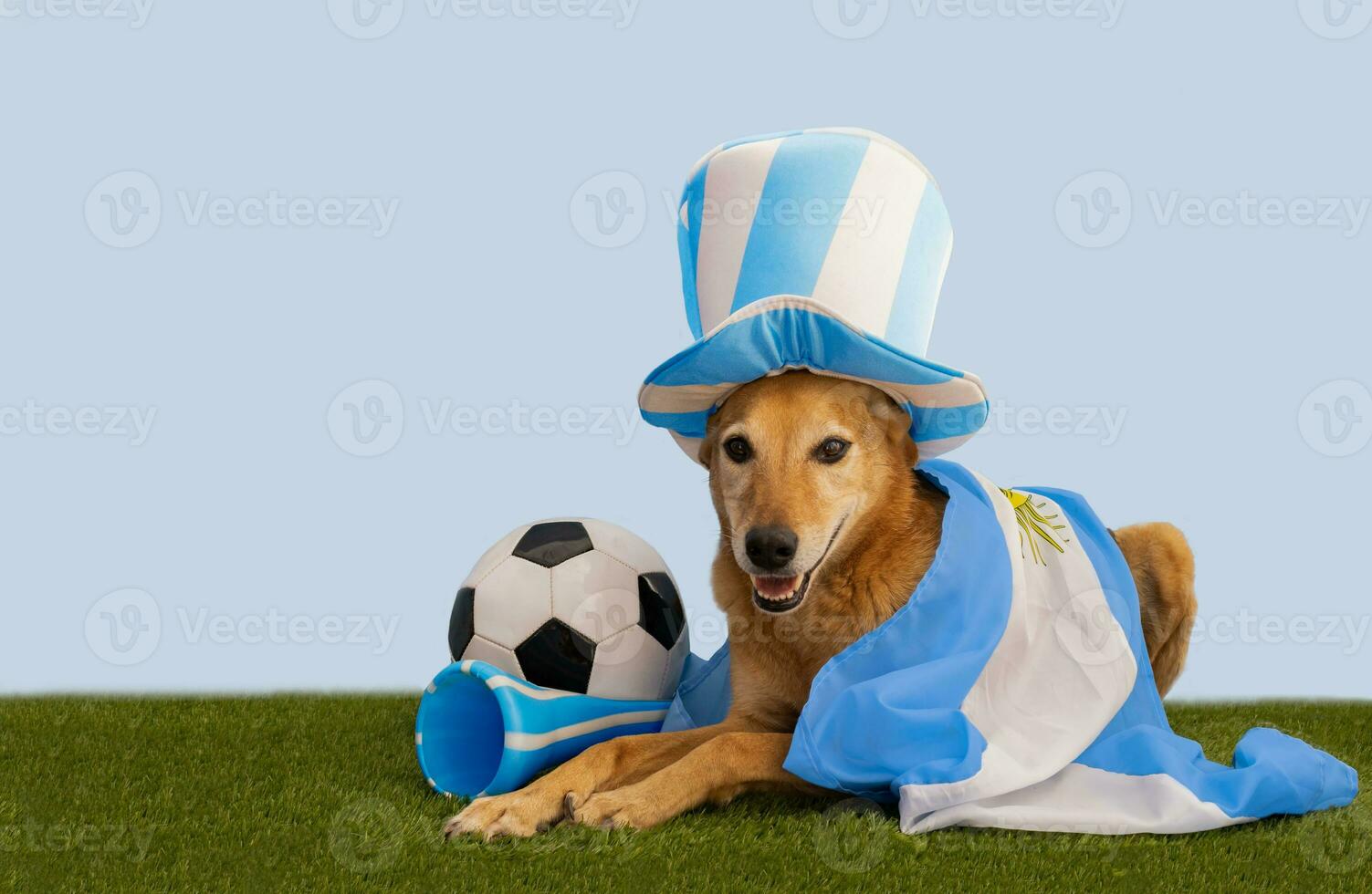 hond met partij gunsten met de kleuren van Argentinië foto
