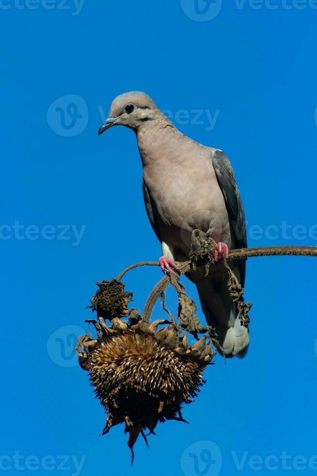 duif aan het eten zonnebloem zaden Aan droog fabriek foto