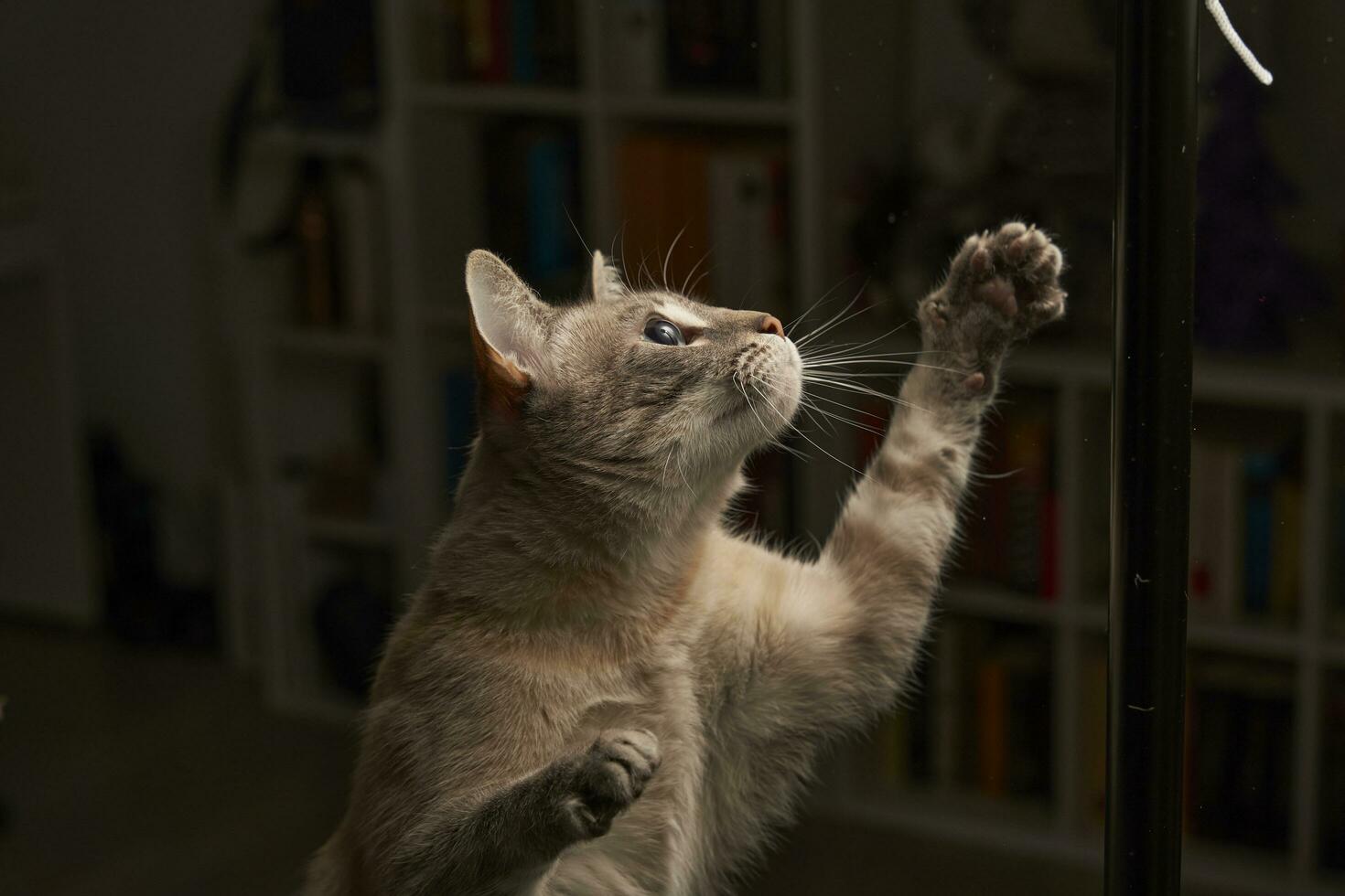 de kat zoekt de licht foto