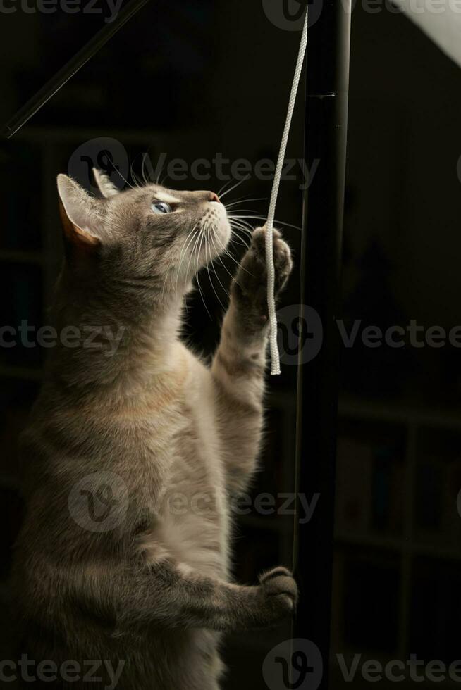 de kat wil naar beurt uit de licht foto