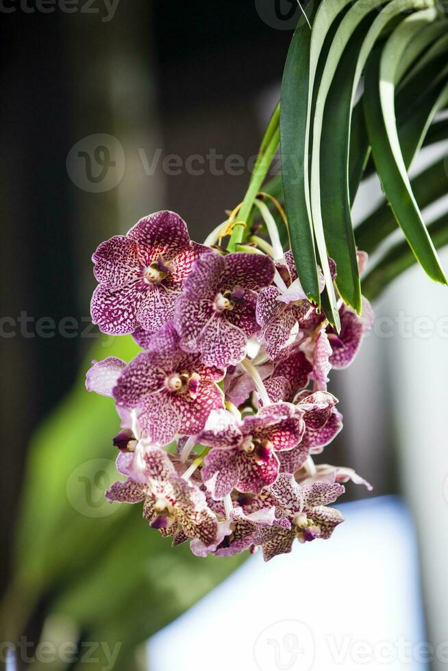 detailopname van een van de mooi Colombiaanse orchideeën. de bloemen festival van medelln in Colombia foto