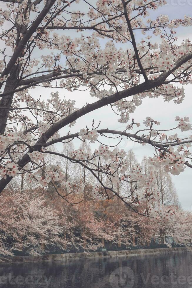 mooi roze sakura kers bloesem bloemen bloeiend in de tuin in voorjaar foto