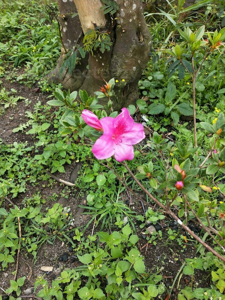 bloem in de tuin Aan zonnig dag. selectief focus. botanisch schot foto