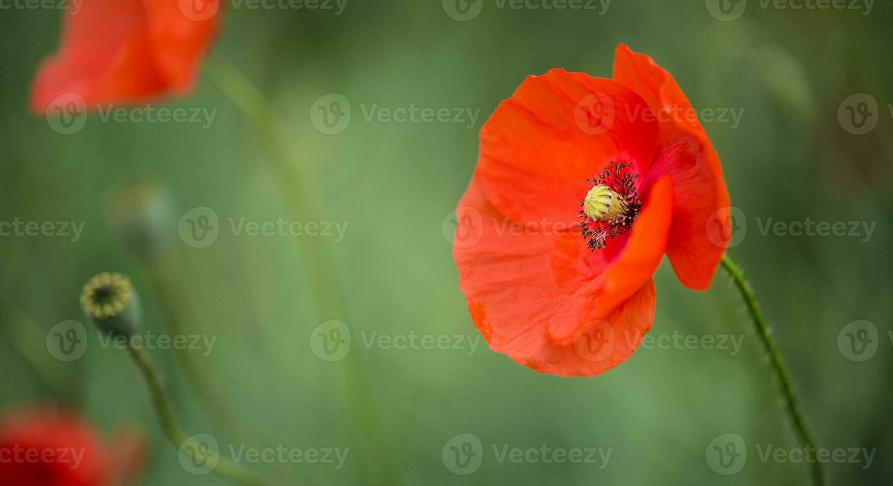 detailopname wild papaver bloemen in een veld- foto