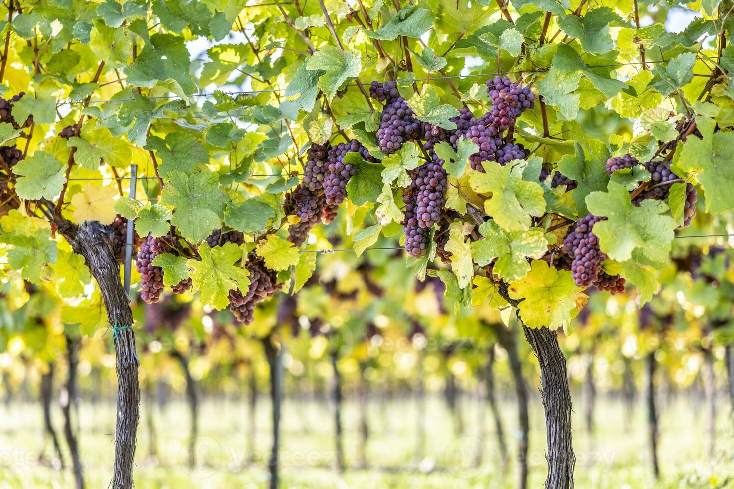 Purper trossen van druiven van de rood trainer verscheidenheid in een wijngaard rijpen voordat oogst foto