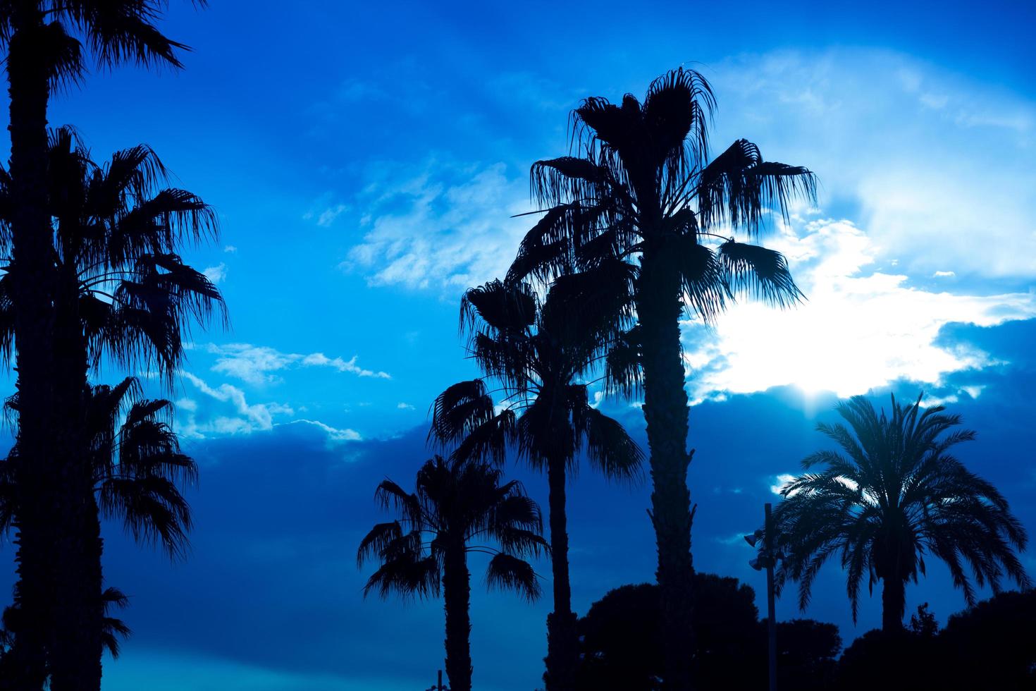 palmbomen zonsondergang gouden blauwe lucht achtergrondverlichting foto