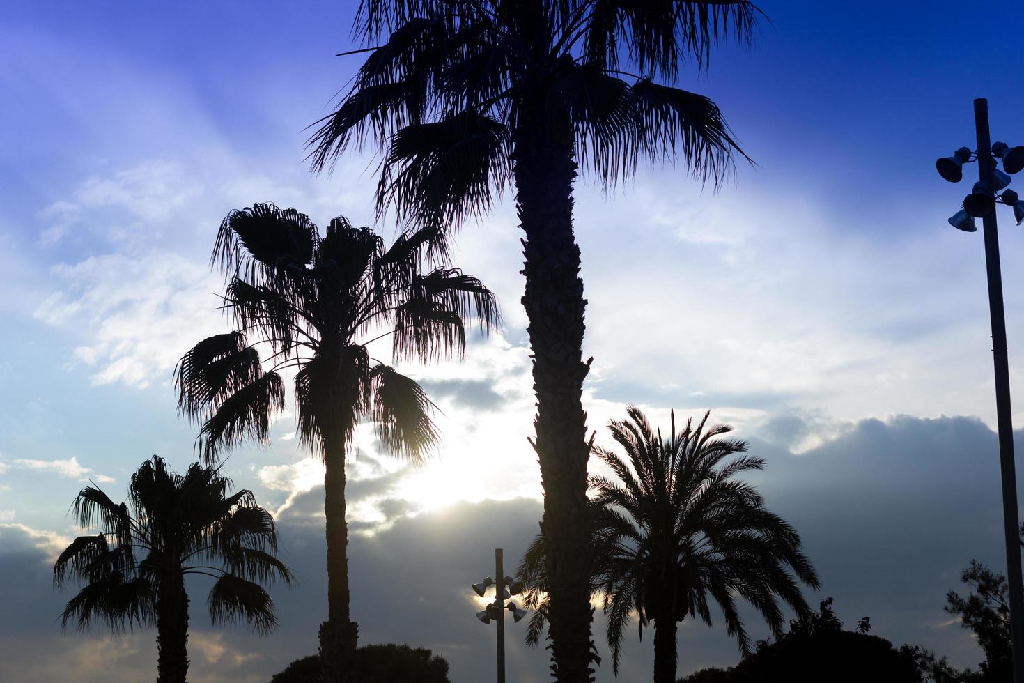 palmbomen zonsondergang gouden blauwe lucht achtergrondverlichting foto
