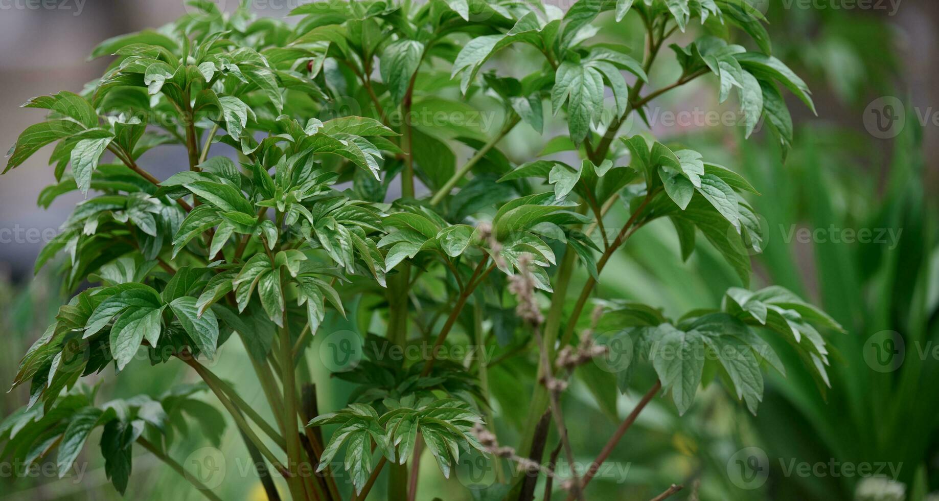 een pioen bloem struik met groen bladeren in de tuin foto