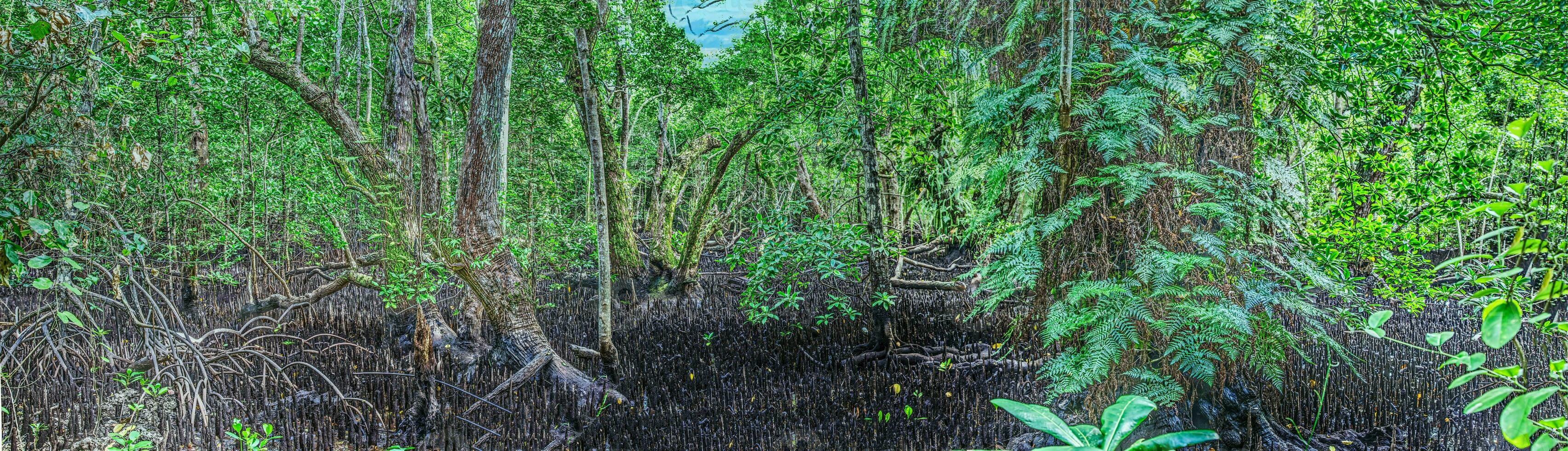 panoramisch beeld van een dicht overwoekerd mangrove Woud Aan karper eiland foto