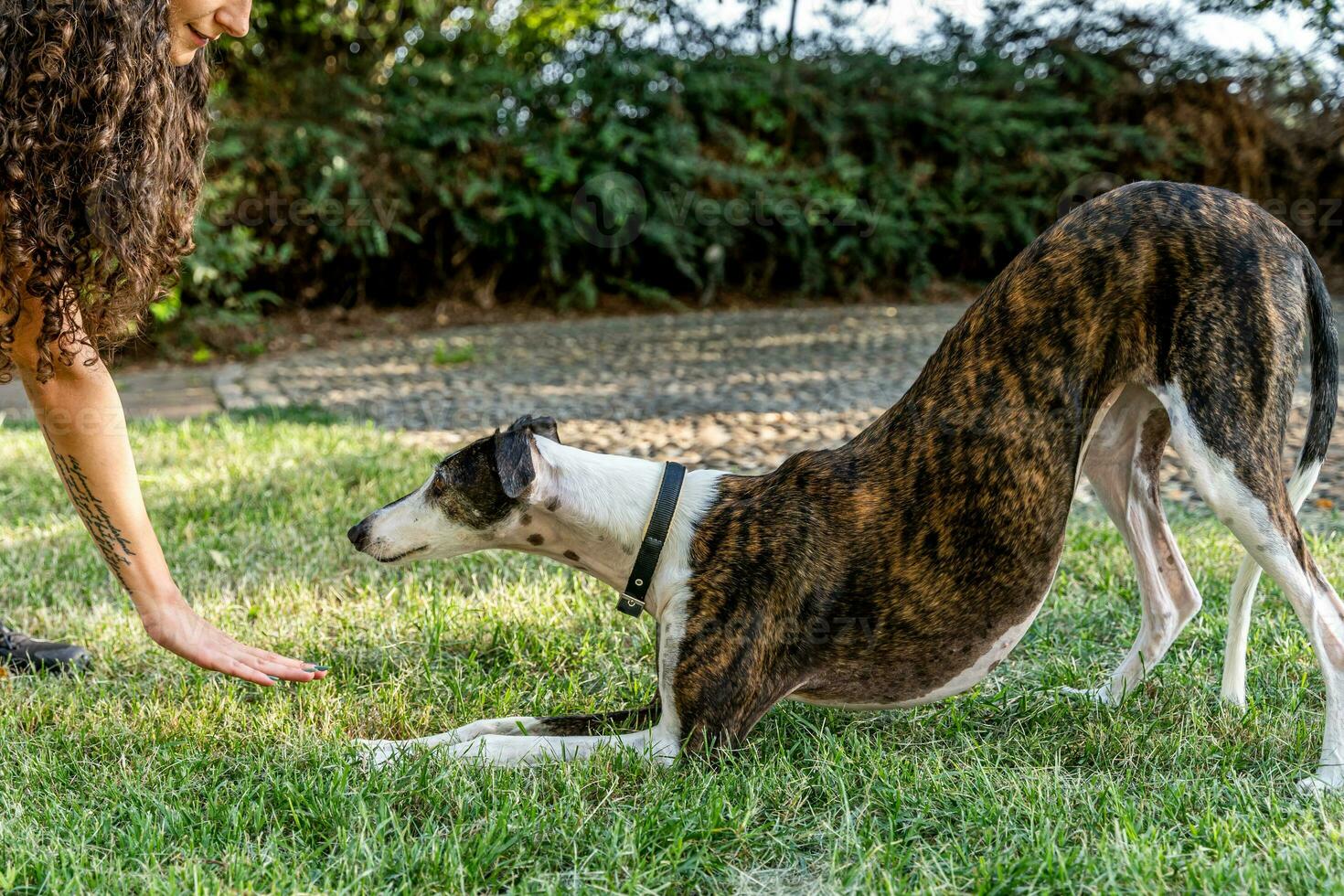 mooi vrouw hond trainer is opleiding haar hond in een buitenshuis park foto