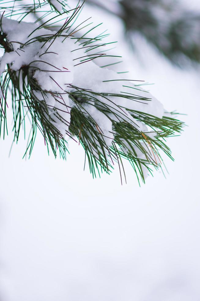 dennennaalden brunch bedekt met sneeuw foto