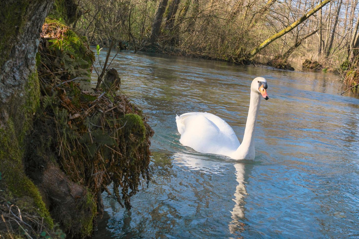 witte zwaan die op meer bij park zwemt foto