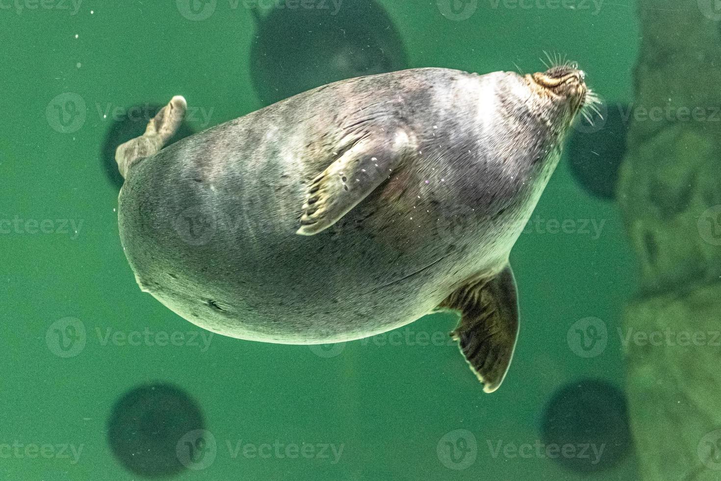 de baikal-zeehond zwemt onder water foto