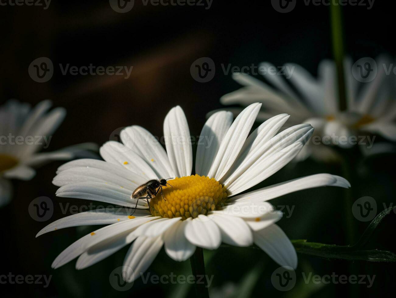 wit madeliefje met vlieg en tuin bloemen in nog steeds leven fotograaf - ai gegenereerd foto