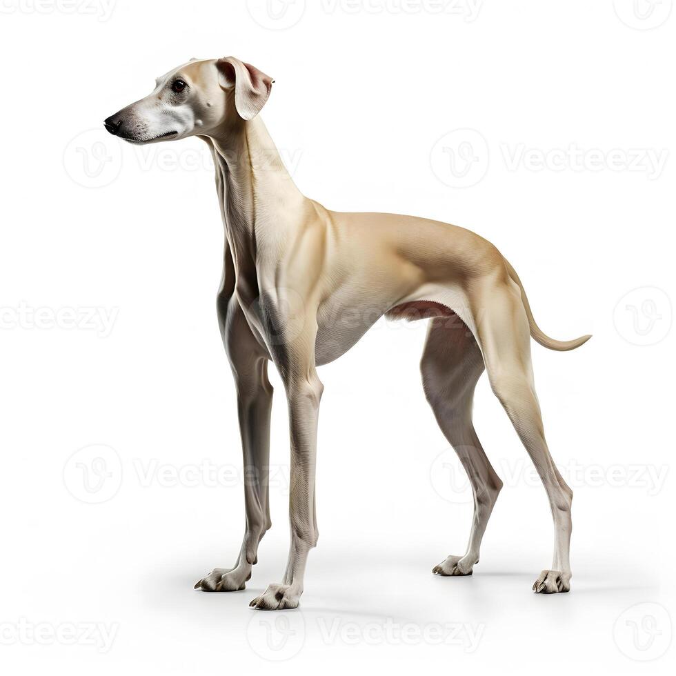 ai generatief azawakh ras hond geïsoleerd Aan een wit achtergrond foto