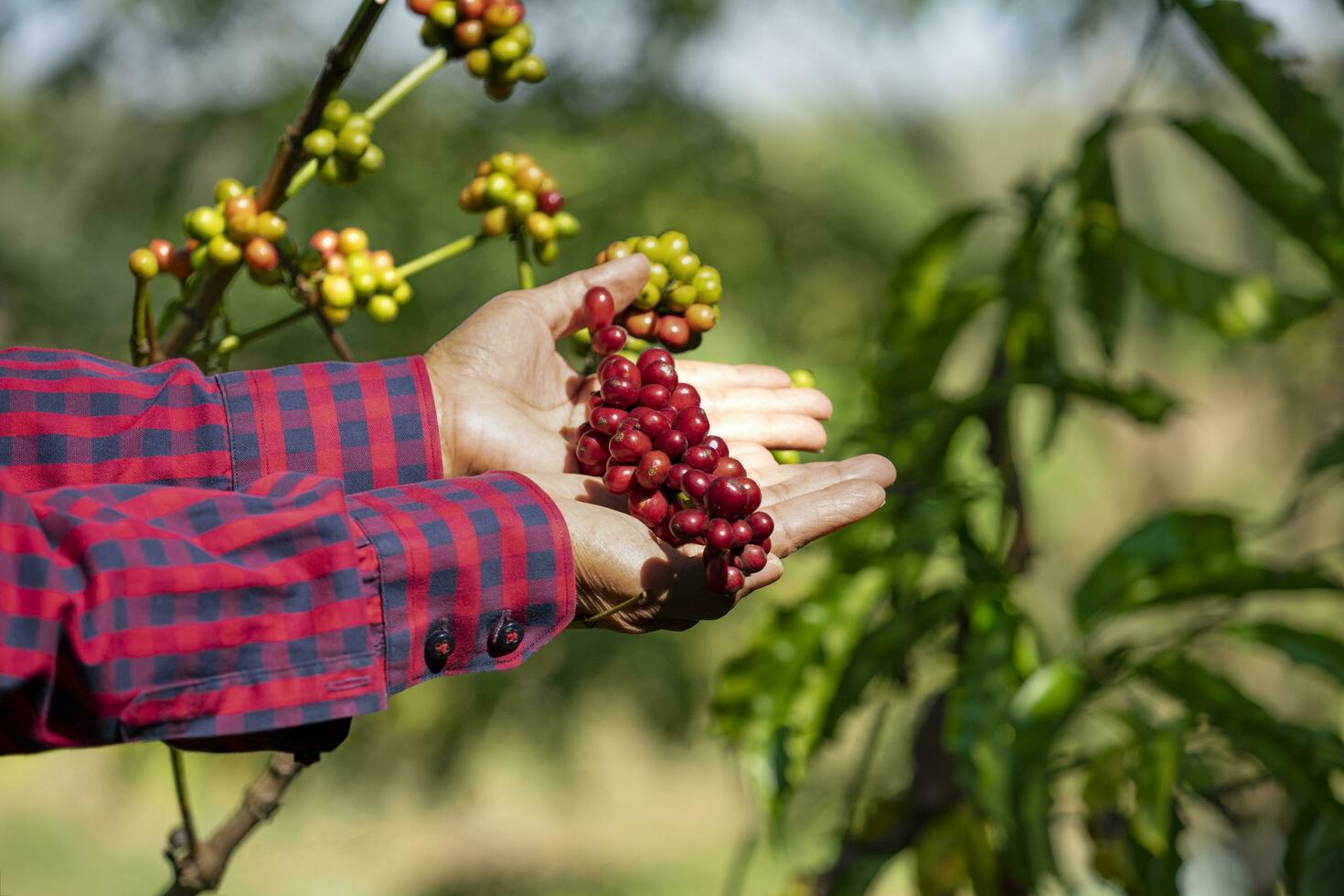 landbouw handen plukken arabica koffie kers Aan boom, concept van koffie plantage, koffie oogsten, koffie plantage bedrijf foto