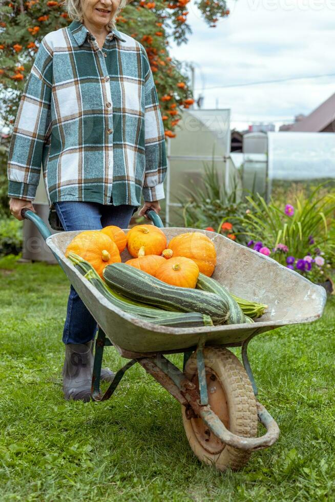 tuinieren concept, een boer duwen een tuinieren kar tussen groente percelen in zijn klein tuin. foto