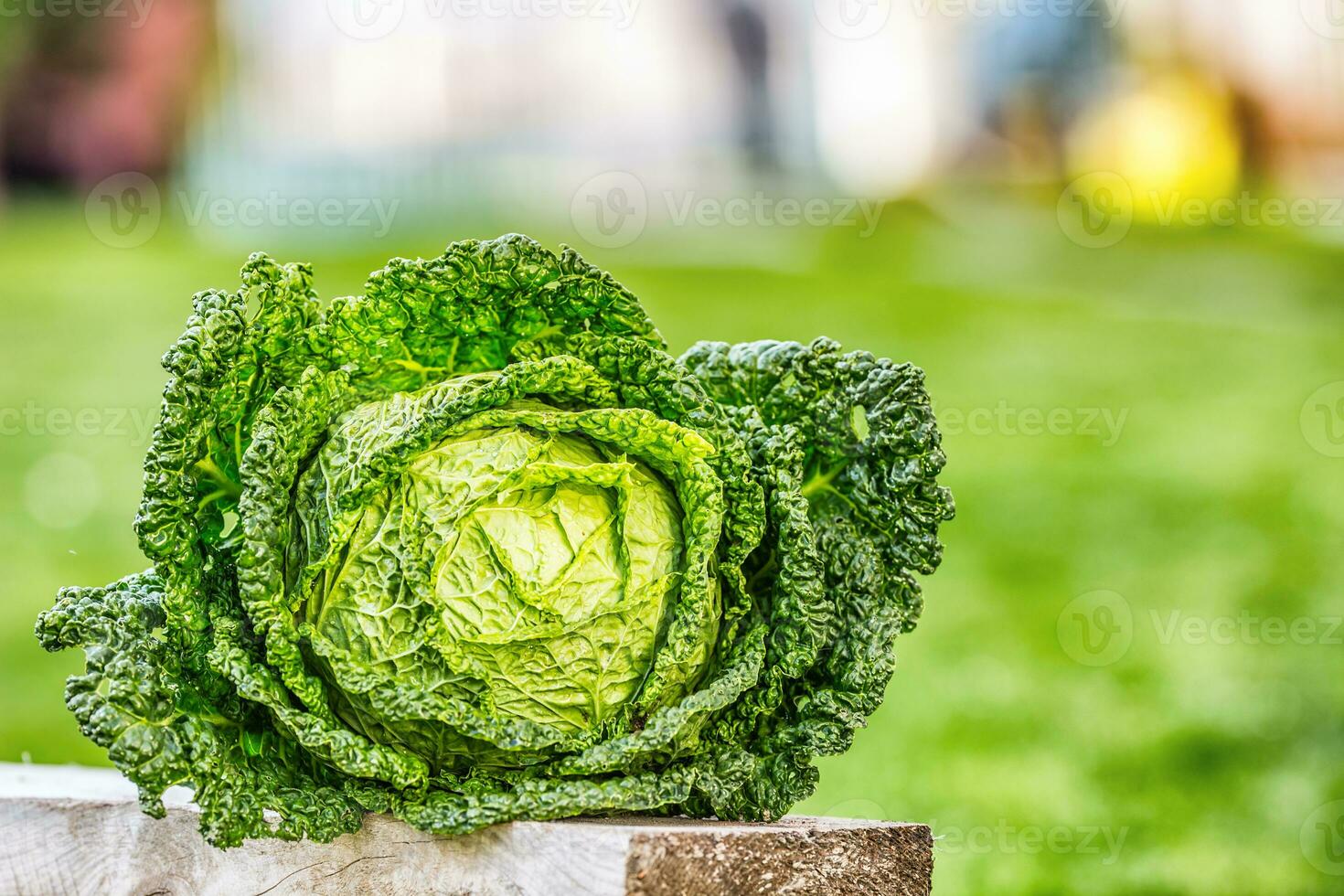 boerenkool kool groente. vers boerenkool hoofd in de tuin Aan woden bord foto