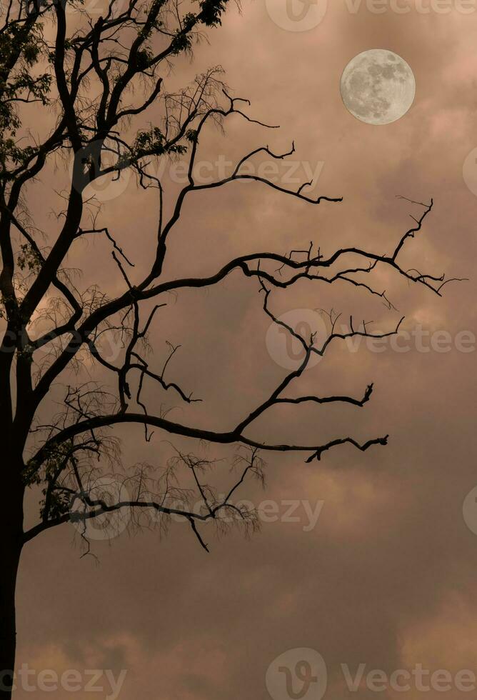 silhouet van boom Bij nacht met vol maan in de lucht. halloween vakantie. foto