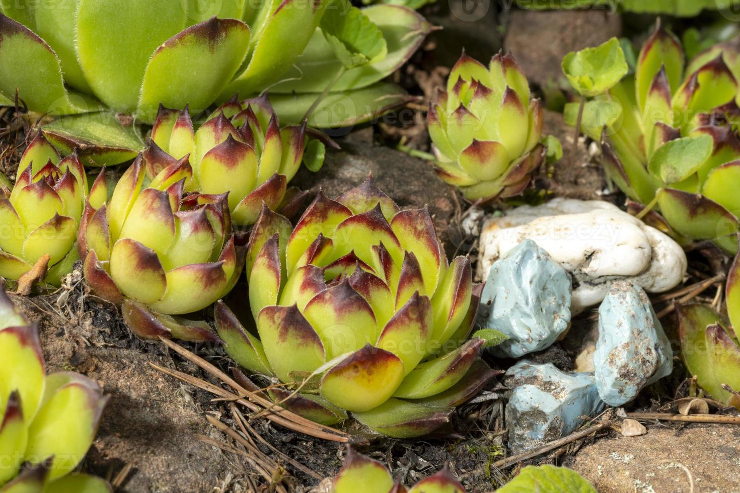 detailopname van kamerlookplanten in een rotstuin foto