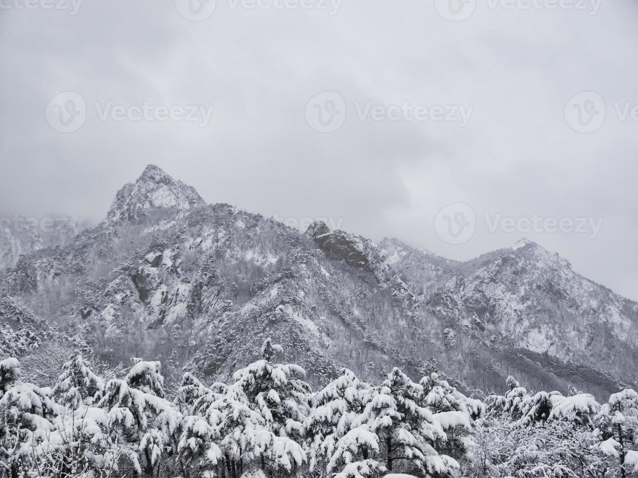 dennenbos onder de sneeuw in het nationale park Seoraksan, Zuid-Korea foto