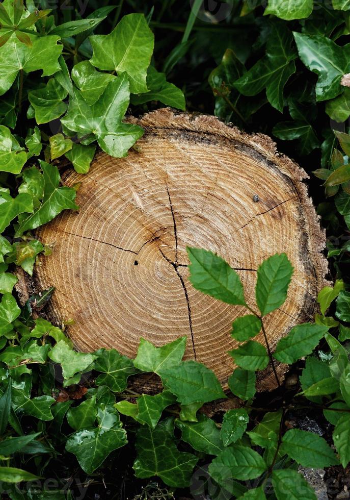 boomstam en groene bladeren foto