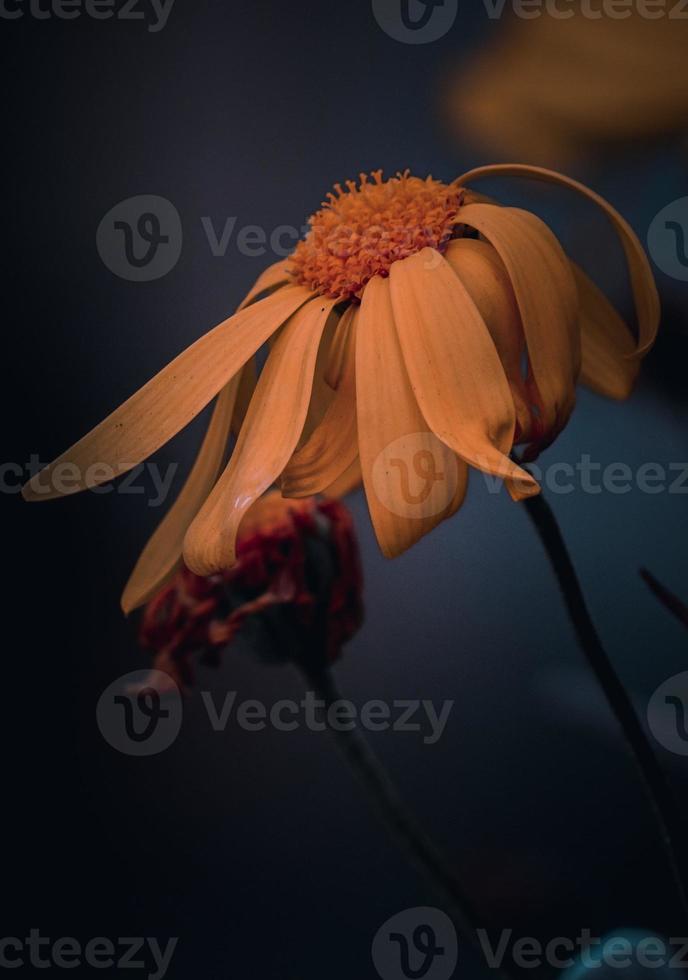 mooie gele bloemen in de lente foto