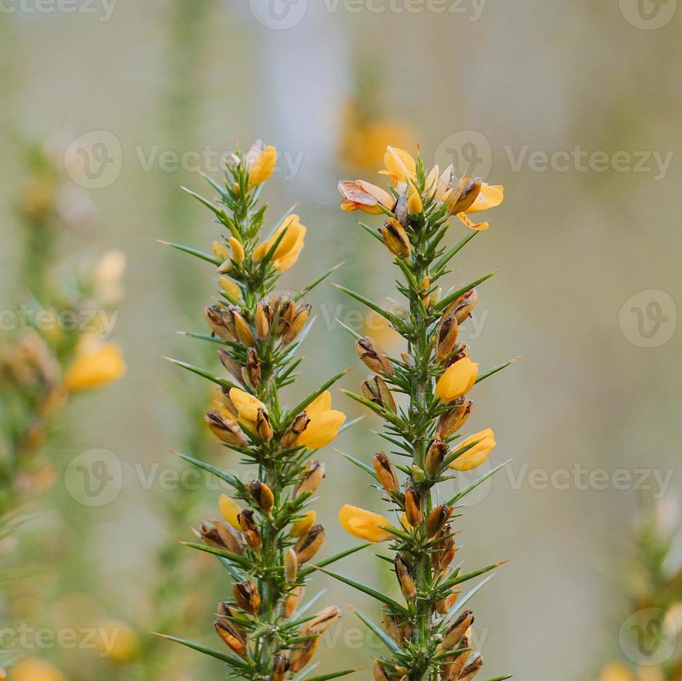 mooie gele bloemen in de lente foto