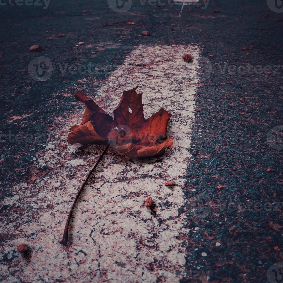 rood droog boomblad in het herfstseizoen foto