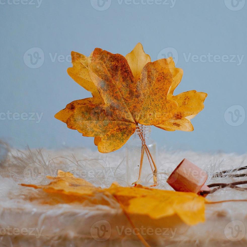 geel boomblad in de herfstseizoen foto