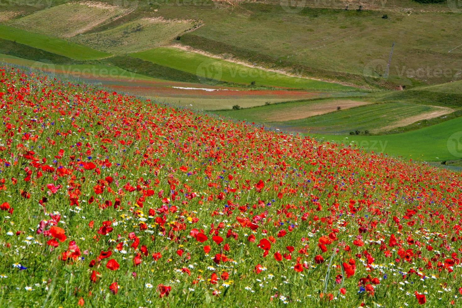 castelluccio di norcia en zijn bloeiende natuur foto