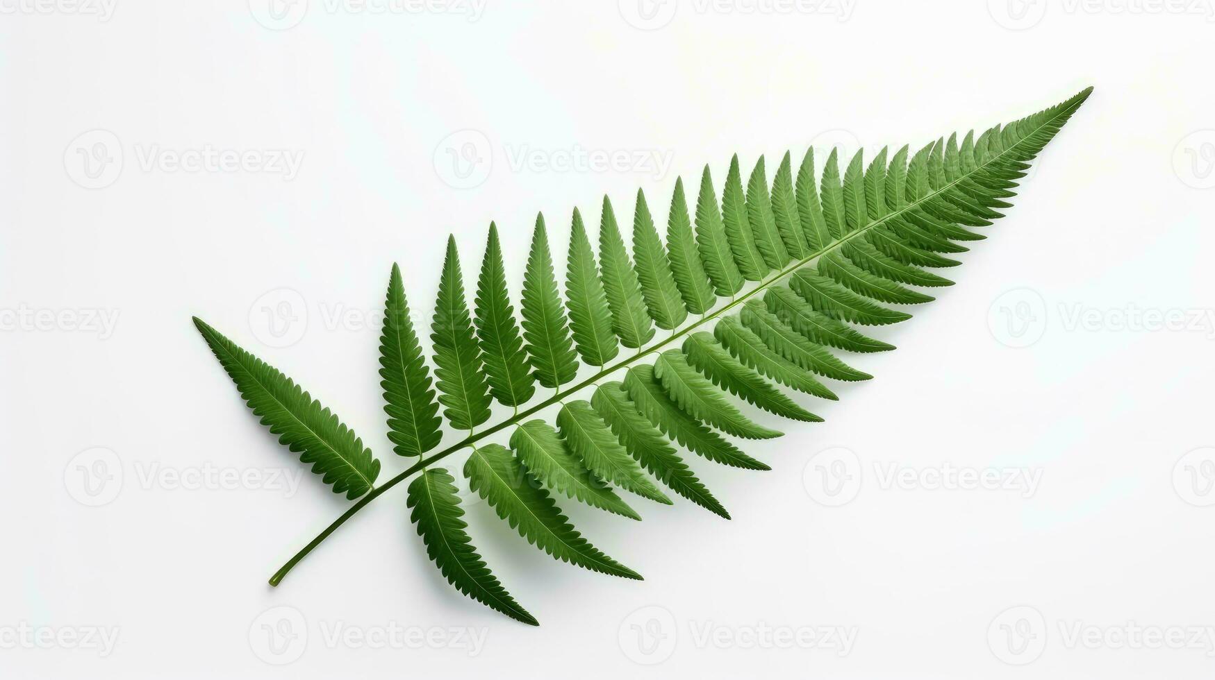 groen varen blad Aan wit achtergrond geïsoleerd droog fabriek blad decoratief. silhouet concept foto