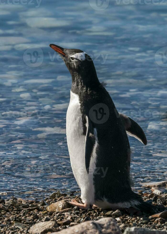 gentoo pinguïn in neko haven, schiereiland antraciet. foto