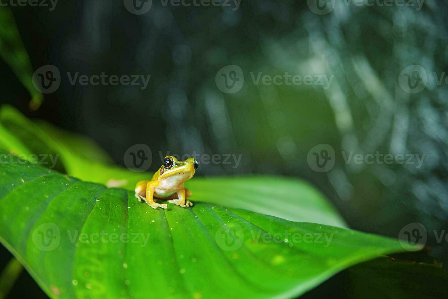 een klein geel kikker zittend Aan een blad foto