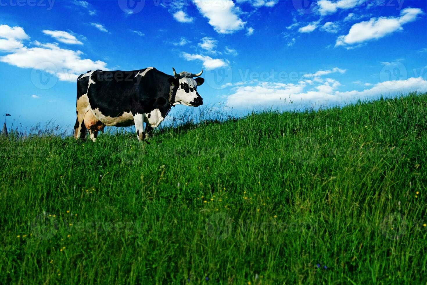 een koe staand Aan een met gras begroeid heuvel foto