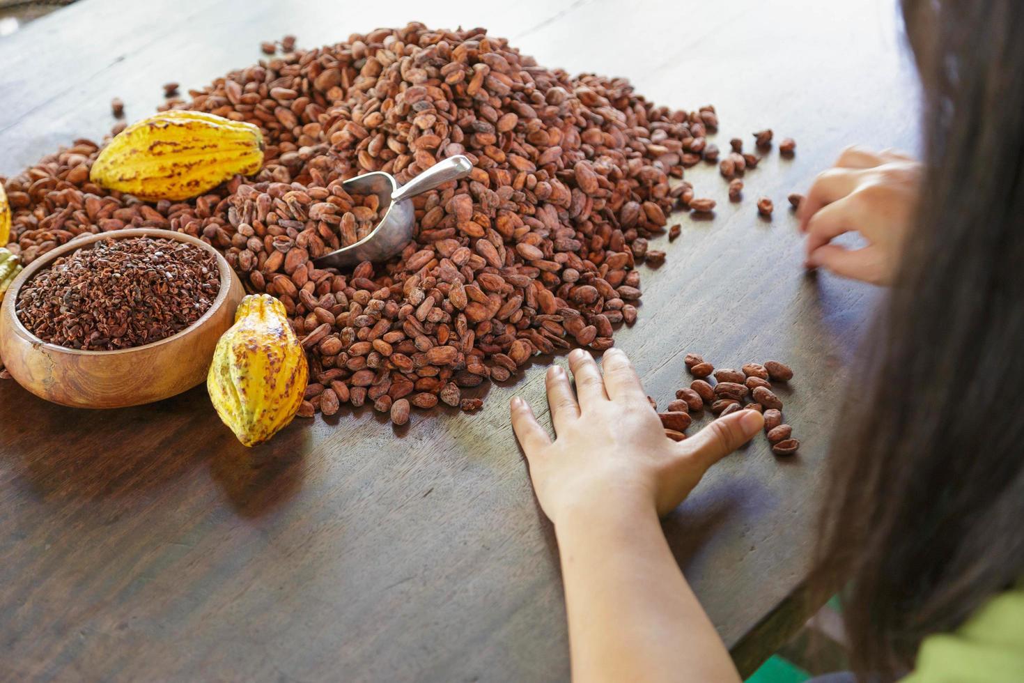 cacaobonen met de hand op kwaliteit inspecteren foto