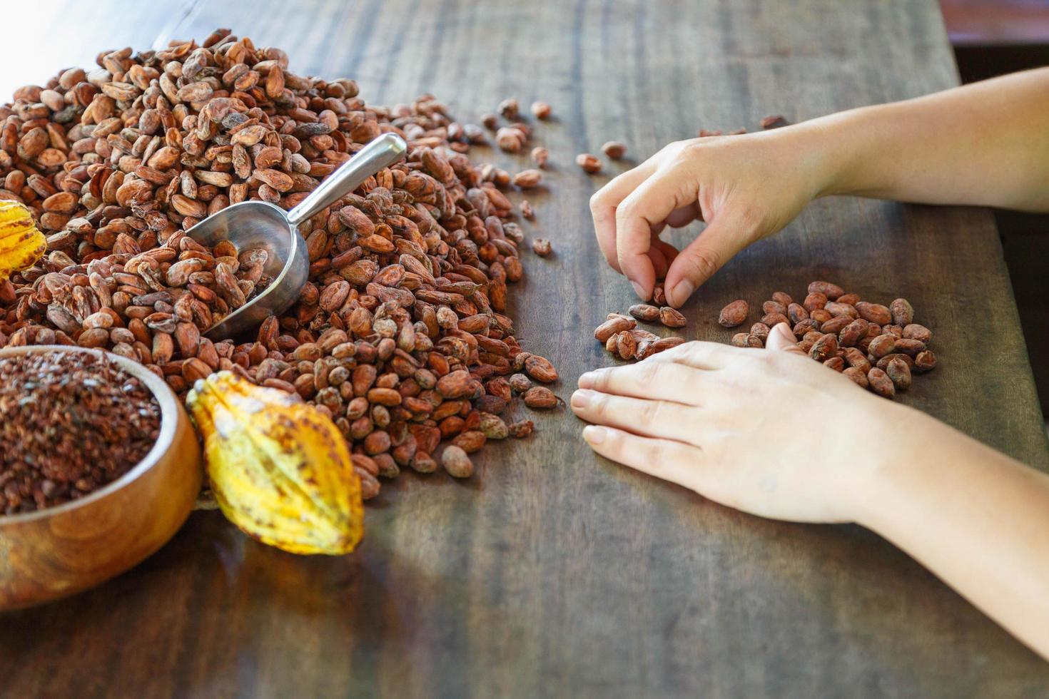 cacaobonen met de hand op kwaliteit inspecteren foto