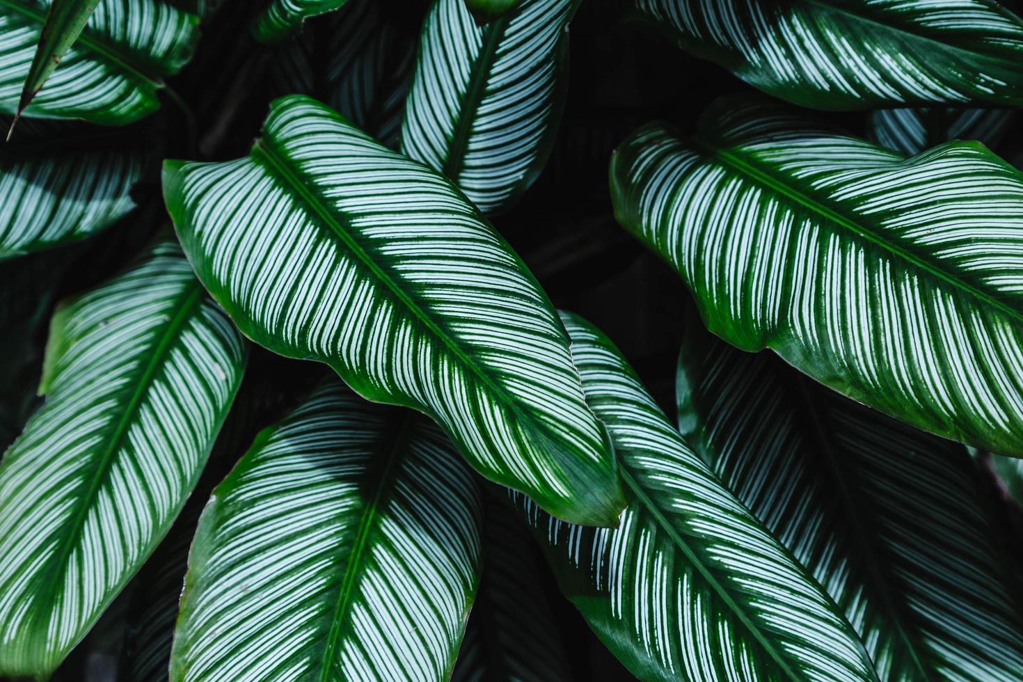 achtergrond van bladeren in het altijd groene bos foto