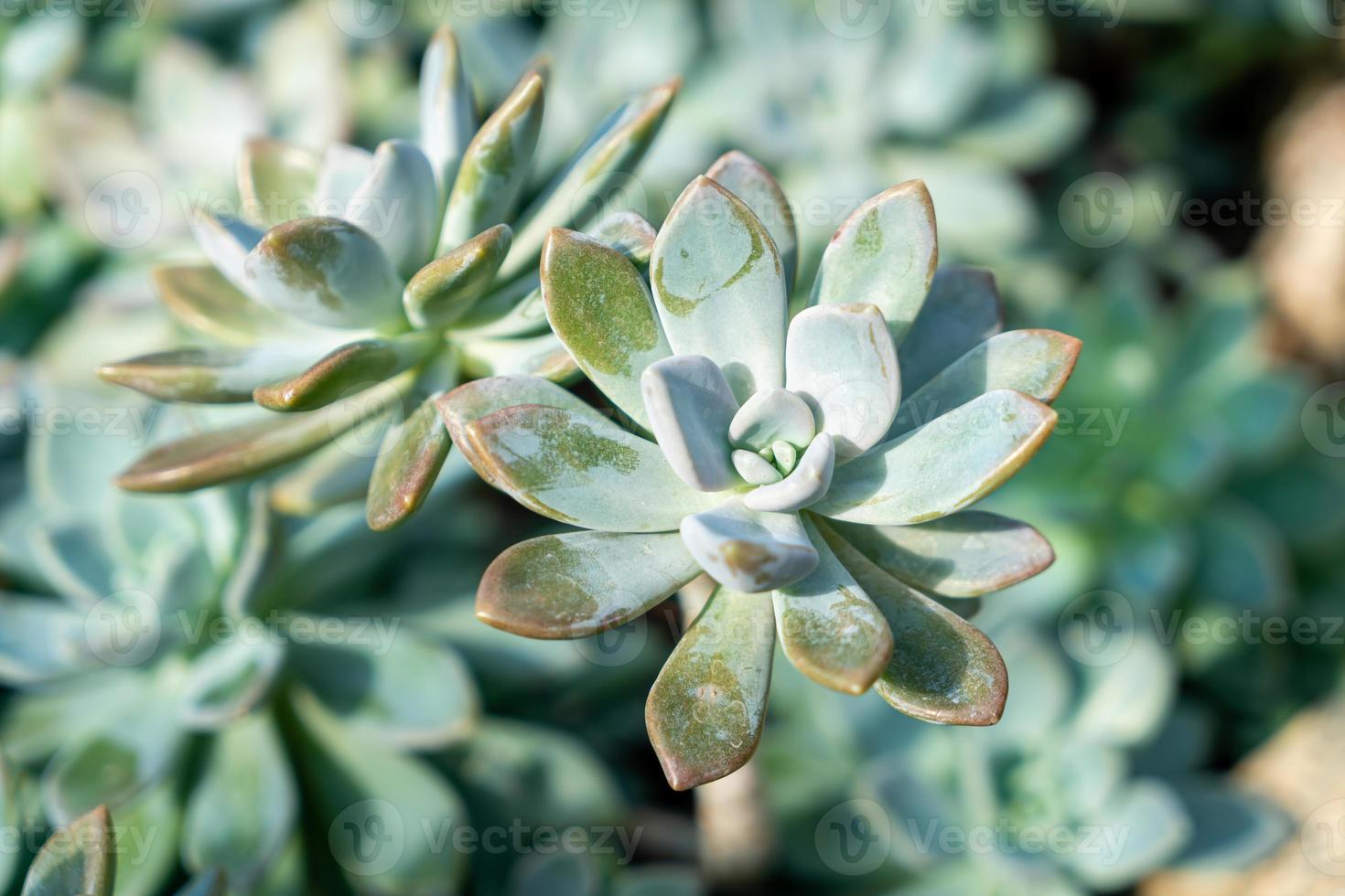 crassulaceae of kalanchoë blossfeldiana poellnitz foto