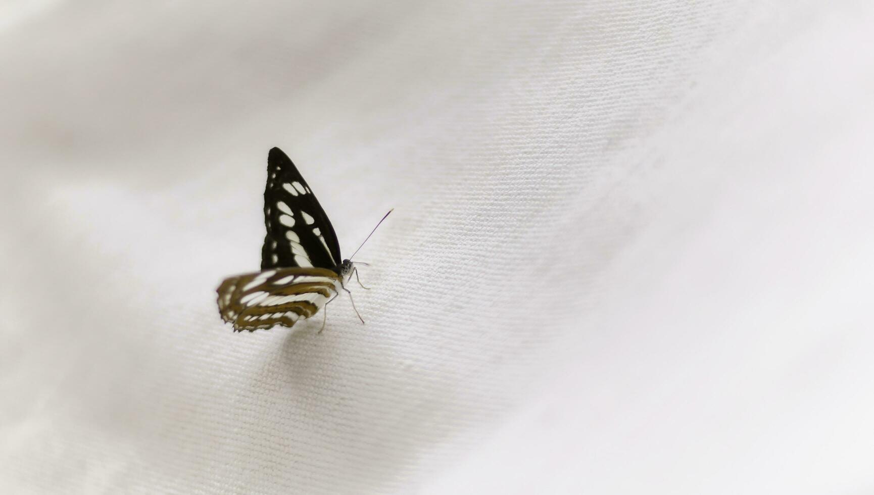 detailopname vlinder is een echt schoonheid in natuur. foto