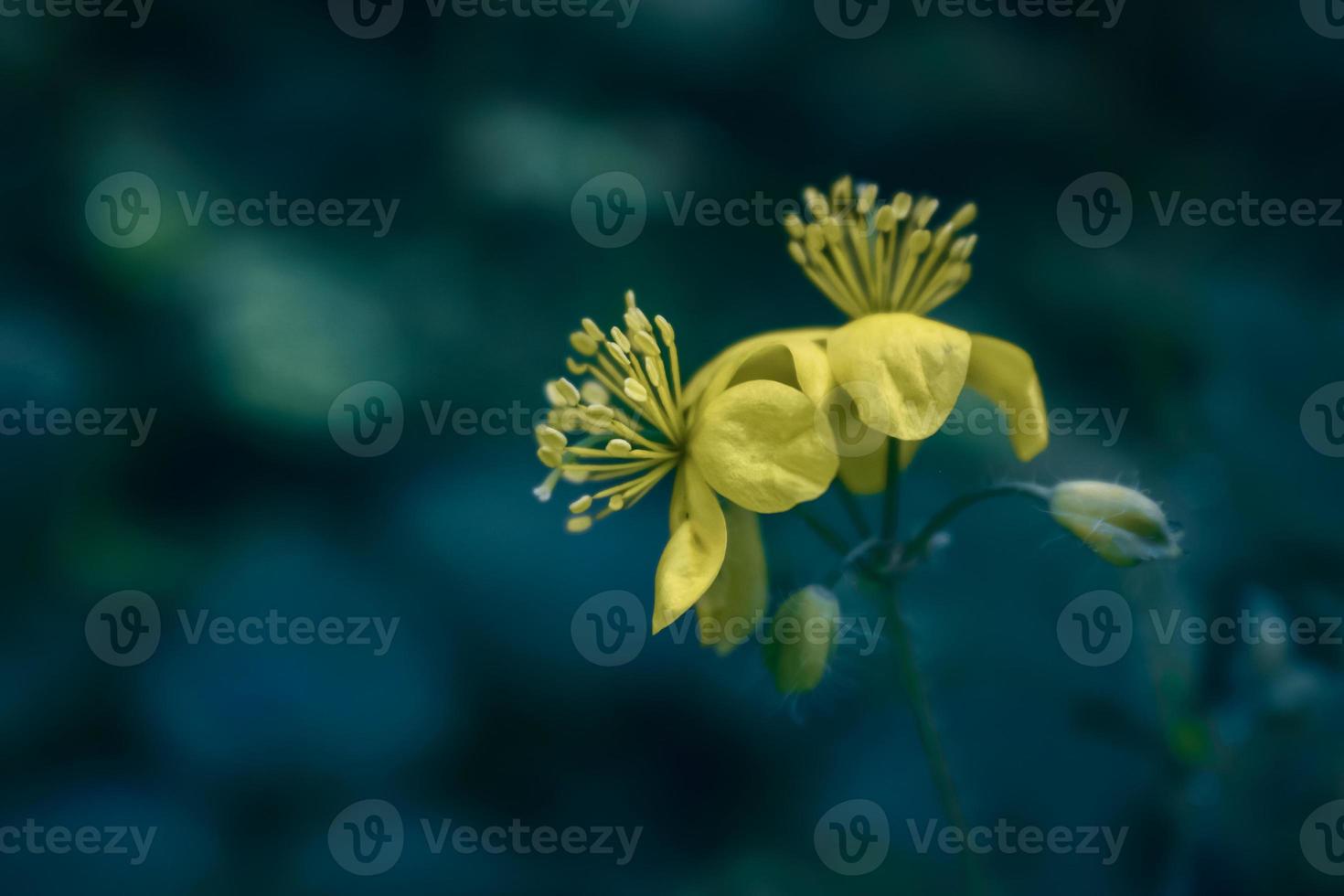 twee gele wilde bosbloemen op vage blauwachtige achtergrond foto