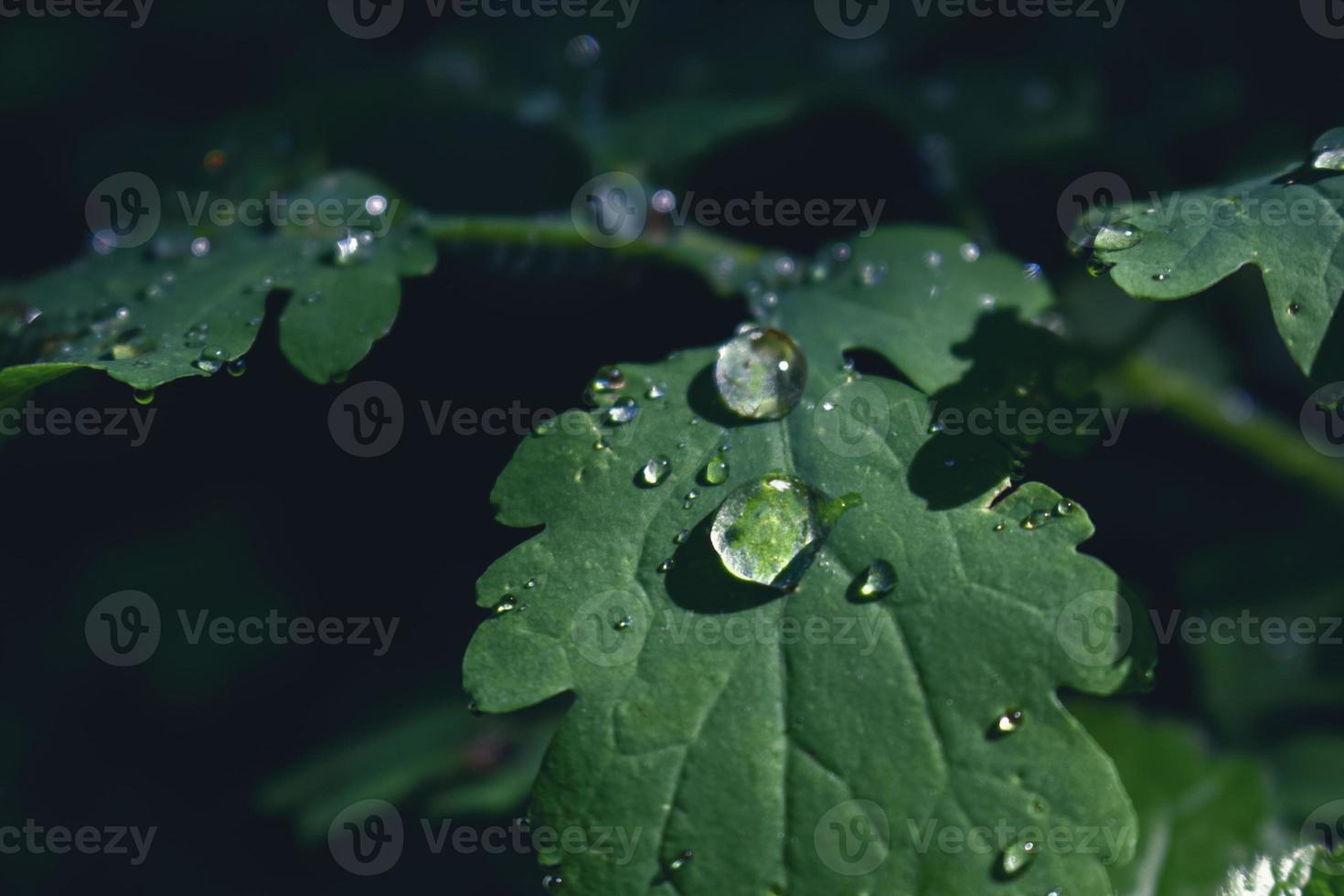 groen blad met regendruppels op donkere zwarte achtergrond foto